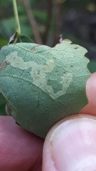 Aulagromyza tremulae