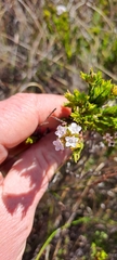 Euchaetis burchellii