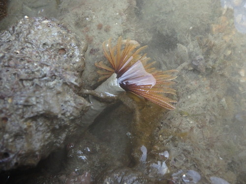 Branchiomma cingulata