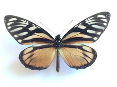 Lycorea ilione albescens