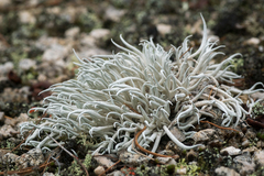 Thamnolia vermicularis