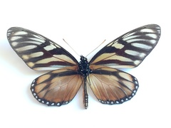 Lycorea ilione albescens