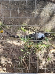 Ctenosaura oedirhina