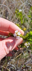 Euchaetis burchellii