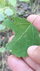 Aulagromyza tremulae