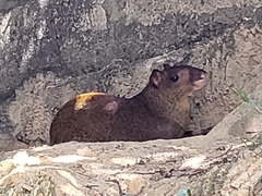 Dasyprocta ruatanica