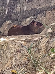 Dasyprocta ruatanica