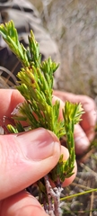 Euchaetis burchellii