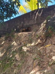 Dasyprocta ruatanica