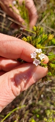 Euchaetis burchellii