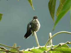 Chlorostilbon melanorhynchus