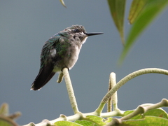 Chlorostilbon melanorhynchus