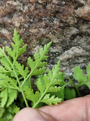Dennstaedtia wilfordii
