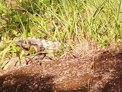 Ctenosaura oedirhina