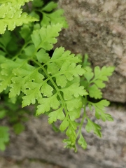 Dennstaedtia wilfordii