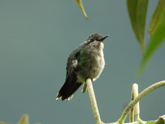 Chlorostilbon melanorhynchus