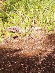 Ctenosaura oedirhina