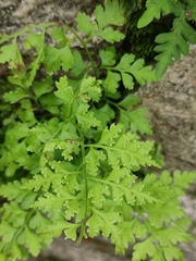 Dennstaedtia wilfordii