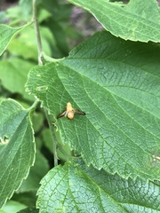 Icterica