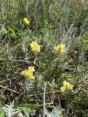 Linaria buriatica