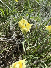 Linaria buriatica