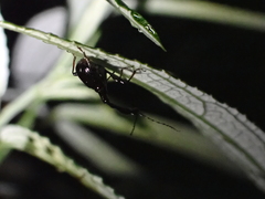Paratrachelophorus