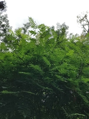 Sorbaria kirilowii
