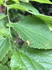 Icterica
