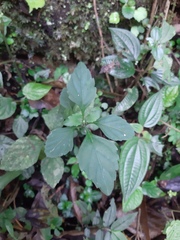 Ocimum carnosum