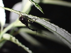 Paratrachelophorus