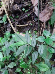 Tradescantia cymbispatha