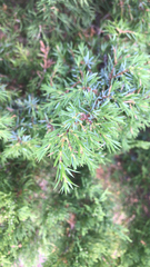 Juniperus communis