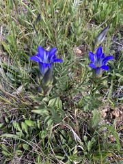 Gentiana parryi