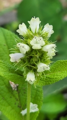 Lepechinia caulescens