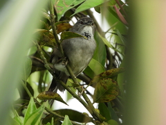 Synallaxis albescens