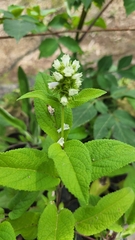 Lepechinia caulescens