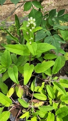 Lepechinia caulescens