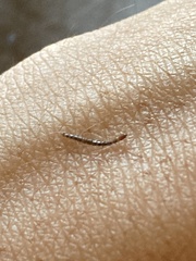 Insecta
