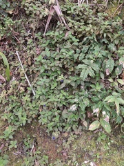 Coccocypselum lanceolatum