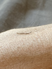 Insecta