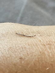 Insecta