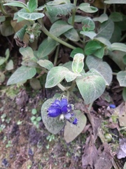 Coccocypselum lanceolatum