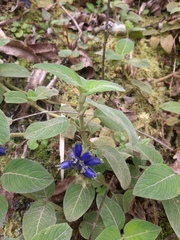 Coccocypselum lanceolatum