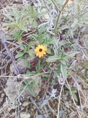 Sanvitalia fruticosa