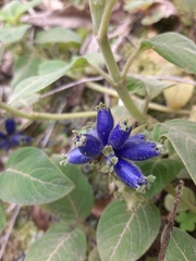 Coccocypselum lanceolatum