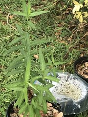 Danaus plexippus