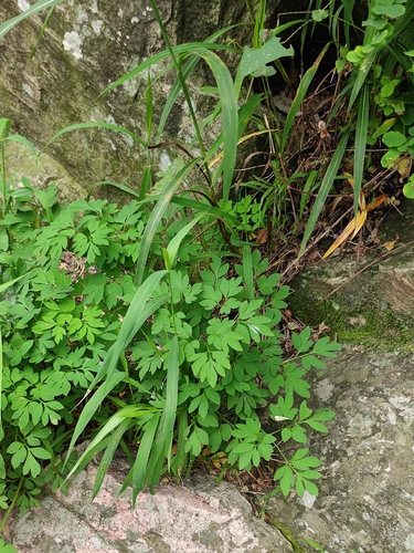 Corydalis raddeana iNat (1)