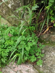 Corydalis raddeana
