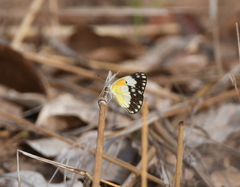 Belenois creona creona