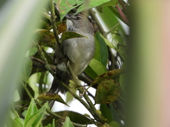 Synallaxis albescens